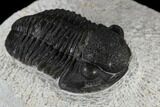 Gerastos Trilobite Fossil - Morocco #117790-3